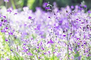 fleur de fleur violette et floue sur le terrain. belle croissance et fleurs sur le pré qui fleurit le matin, mise au point sélective photo