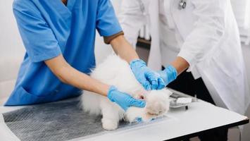 femme médecin vétérinaire utilisant un stéthoscope pour un chaton mignon et des oreilles d'animaux propres à l'hôpital pour animaux photo