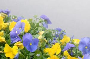 belles pensées en fleurs violettes et jaunes dans le jardin de printemps photo