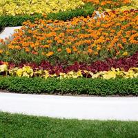 pot de fleur de coleus. belle perspective de feuilles de plantes coleus naturelles photo