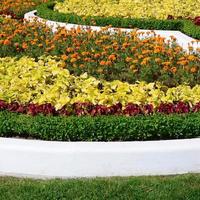 pot de fleur de coleus. belle perspective de feuilles de plantes coleus naturelles photo