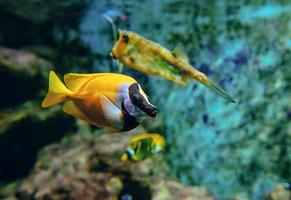 poissons tropicaux colorés et coraux sous l'eau dans l'aquarium photo