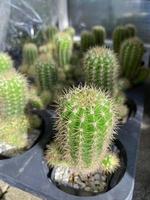les nombreuses plantes de cactus vertes en croissance dans un pot en plastique noir. notion agricole. photo
