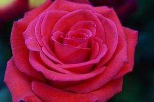 rose fraîche et humide avec des gouttelettes en macro photo