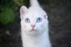 chat blanc pur aux yeux bleu turquoise et aux oreilles roses défectueuses photo