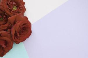 roses rouges foncées sur fond de papier pastel, toile de fond de la Saint-Valentin avec espace de copie photo