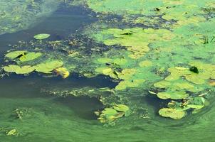 la surface d'un ancien marécage recouvert de lentilles d'eau et de feuilles de lys photo