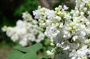 branches de lilas blanc et de feuilles vertes. branche fleurie de lilas photo