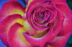 rose fraîche et humide avec des gouttelettes en macro photo