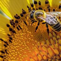 abeille sur la fleur de tournesol photo