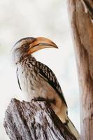 portrait de calao, afrique du sud photo