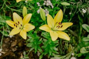 fleurs de lys jaunes dans le jardin. fleurs jaunes plantées dans mon jardin photo