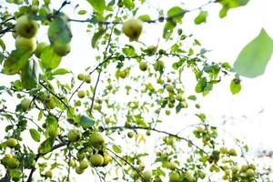 beaucoup de pommes vertes sur une branche photo