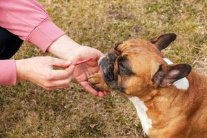 la main de la propriétaire de la femme donne un morceau de saucisse à un bouledogue français femelle. concept de formation, de comportement et d'éducation photo