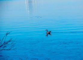 mouette sur la glace sur la rivière en journée de printemps ensoleillée. photo