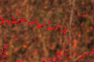 fruits rouges d'épine-vinette sur une branche dans le jardin d'automne, gros plan. les baies mûres de berberis thunbergii sont prêtes à être récoltées. photo