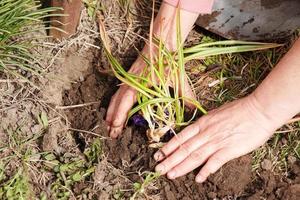 les mains des femmes plantent des semis dans un sol fertile et des plantes de paillis photo