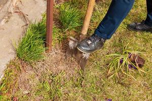 une femme portant des baskets creuse un trou pour y planter une fleur. entretien du jardin domestique. photo