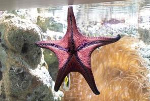 étoile de mer rouge dans l'aquarium photo