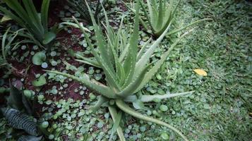 l'aloe vera est une plante succulente, cultive le wilf sous tropica, facile à cultiver, utilisée pour les plantes d'intérieur et ornementales, épi autour du congé et utilisée pour la phytothérapie pour les soins de la peau. photo