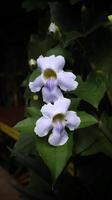 photo de la fleur de trompette du Bengale, pousse de longues racines et a des gousses pour graines, très belle.