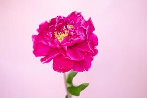 gros plan de pivoine bordeaux luxuriante sur fond rose photo