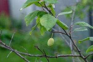 prune non mûre sur un gros plan de branche photo