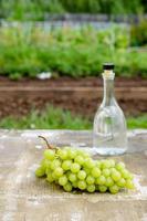 bouteille de vin blanc, verre, jeune vigne et grappe de raisin sur fond de printemps vert. boisson aux raisins d'été