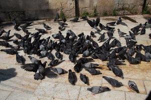 troupeau de pigeons affamés se nourrissant dans la rue