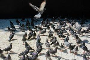 de beaux oiseaux de pigeons sauvages vivent en milieu urbain