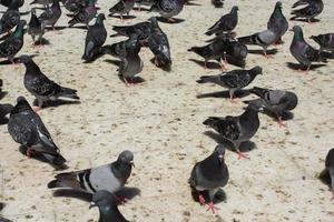de beaux oiseaux de pigeons sauvages vivent en milieu urbain