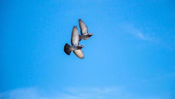 pigeons jumeaux volant dans les airs photo