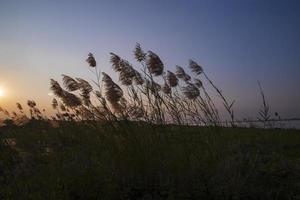 Kans grass ou saccharum spontaneum champ de fleurs contre le ciel bleu coloré du soir photo