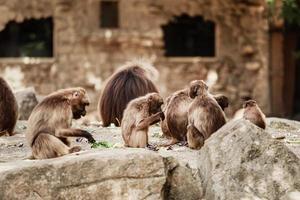 groupe de singes assis sur un rocher et mangeant des légumes dans leur habitat naturel. la faune animale photo