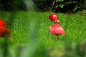 l'ibis écarlate, eudocimus ruber, à la recherche de nourriture dans l'herbe verte. Ibis rouge sur fond vert. oiseau d'eau rouge sur le sol dans l'herbe sur fond vert. photo