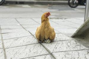 une poule et un poulet sur le trottoir de la route photo