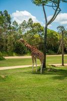 girafe dans un zoo photo