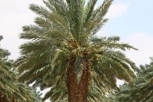 palmier dattier dans un parc de la ville d'israël. photo