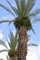 palmier dattier dans un parc de la ville d'israël. photo