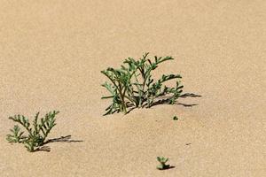 des plantes vertes et des fleurs poussent sur le sable de la côte méditerranéenne. photo