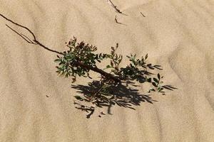 des plantes vertes et des fleurs poussent sur le sable de la côte méditerranéenne. photo