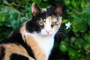 le chat domestique est un mammifère de la famille des félins de l'ordre des carnivores. photo