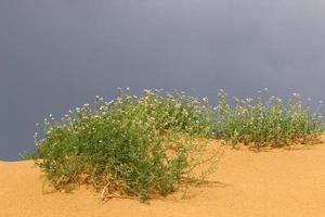 des plantes vertes et des fleurs poussent sur le sable de la côte méditerranéenne. photo