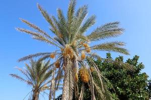 palmier dattier dans un parc de la ville d'israël. photo