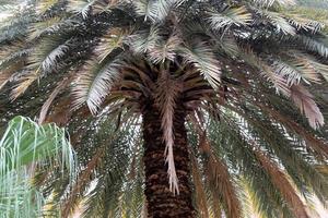 palmier dattier dans un parc de la ville d'israël. photo