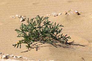 des plantes vertes et des fleurs poussent sur le sable de la côte méditerranéenne. photo