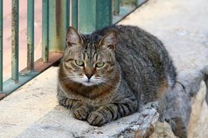 le chat domestique est un mammifère de la famille des félins de l'ordre des carnivores. photo