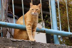 le chat domestique est un mammifère de la famille des félins de l'ordre des carnivores. photo