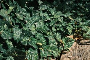 fond de feuilles de lierre vert sur le mur au-dessus du plancher en bois. gros plan, idée d'économiseur d'écran ou d'arrière-plan photo