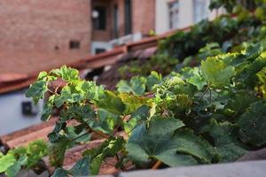 vigne sur un toit en tuiles d'une maison, mise au point sélective, arrière-plan flou, idée de carte postale avec espace pour le texte. nature en milieu urbain, décoration de cour ou de patio photo